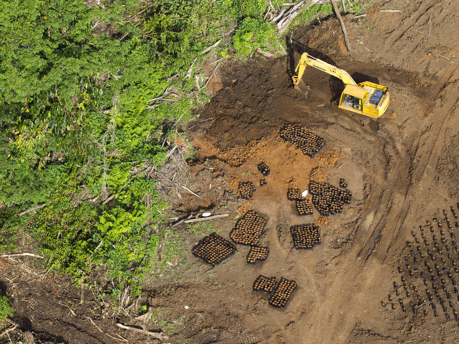 An excavator works the ground next to a palm oil nursery © Paul Hilton / Greenpeace