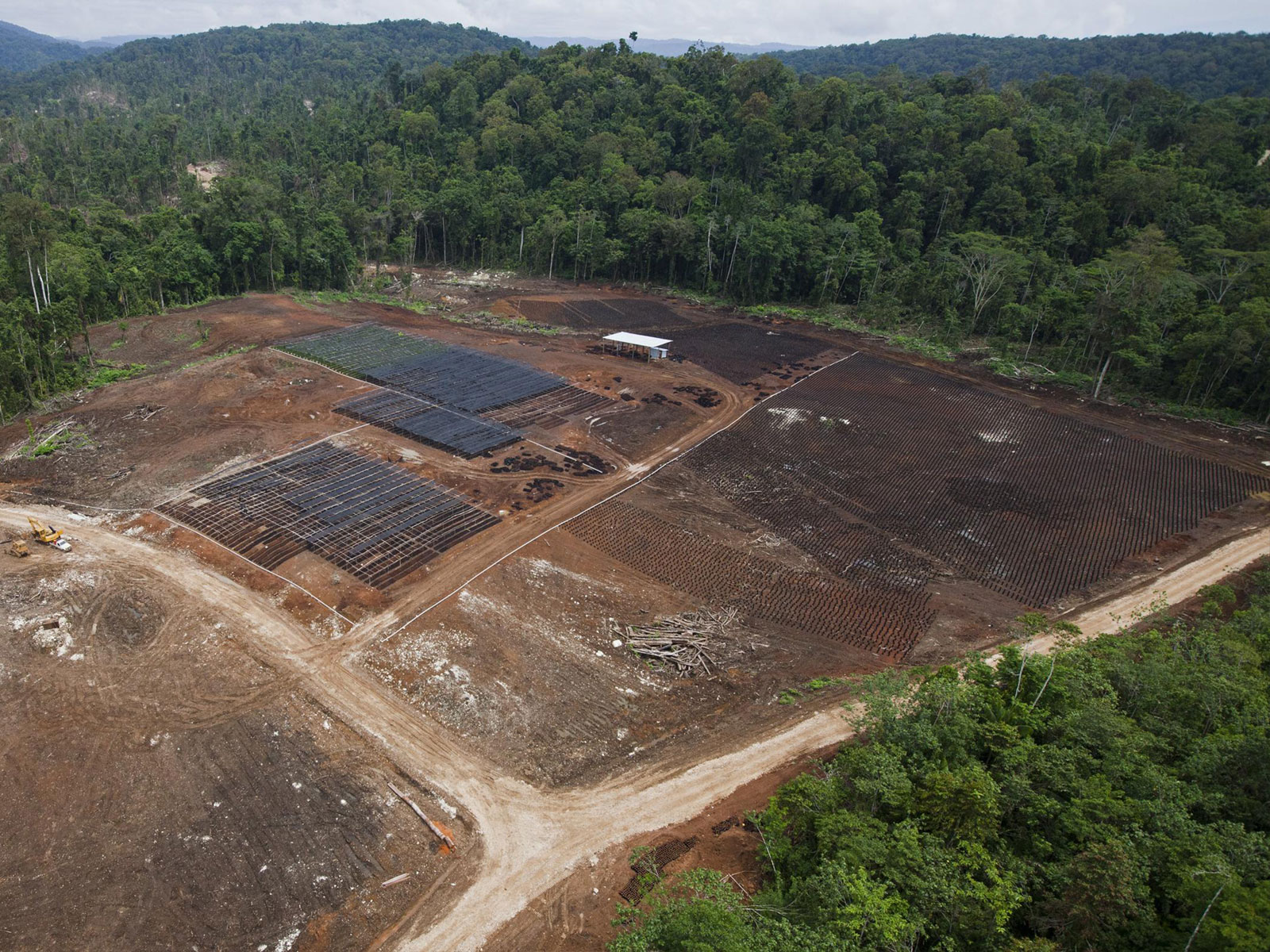 Palm oil nursery in West Pomio © Paul Hilton/Greenpeace