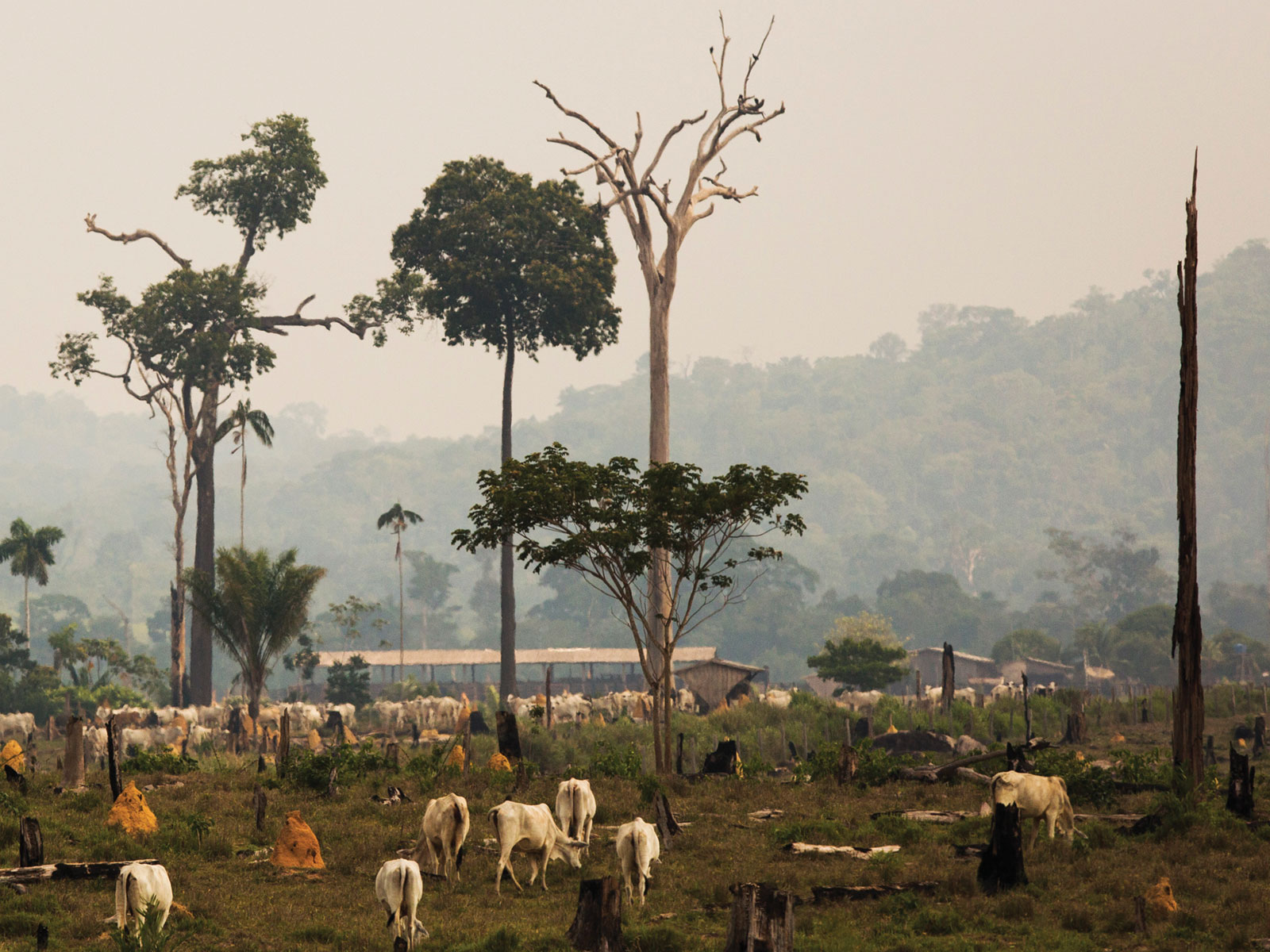 Cattle ranching in the Amazon plays an outsized role in GHG emissions © Bruno Kelly/Greenpeace