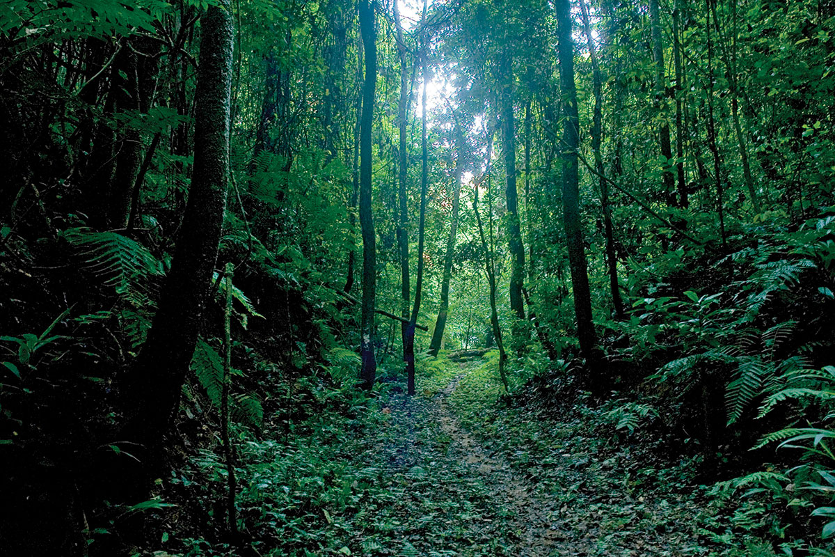 The lush greenery of the Nkula Forest in DRC’s Luki Biosphere Reserve © FAO / Giulio Napolitano